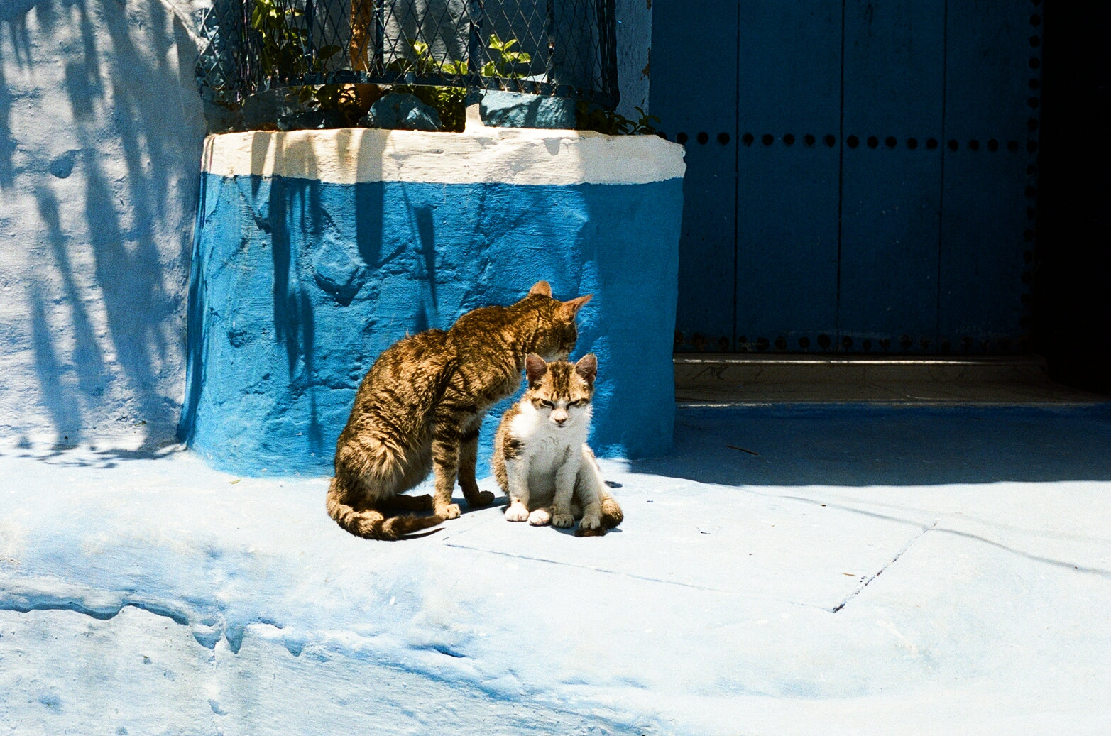 Cats, Chefchaouen, and Consent