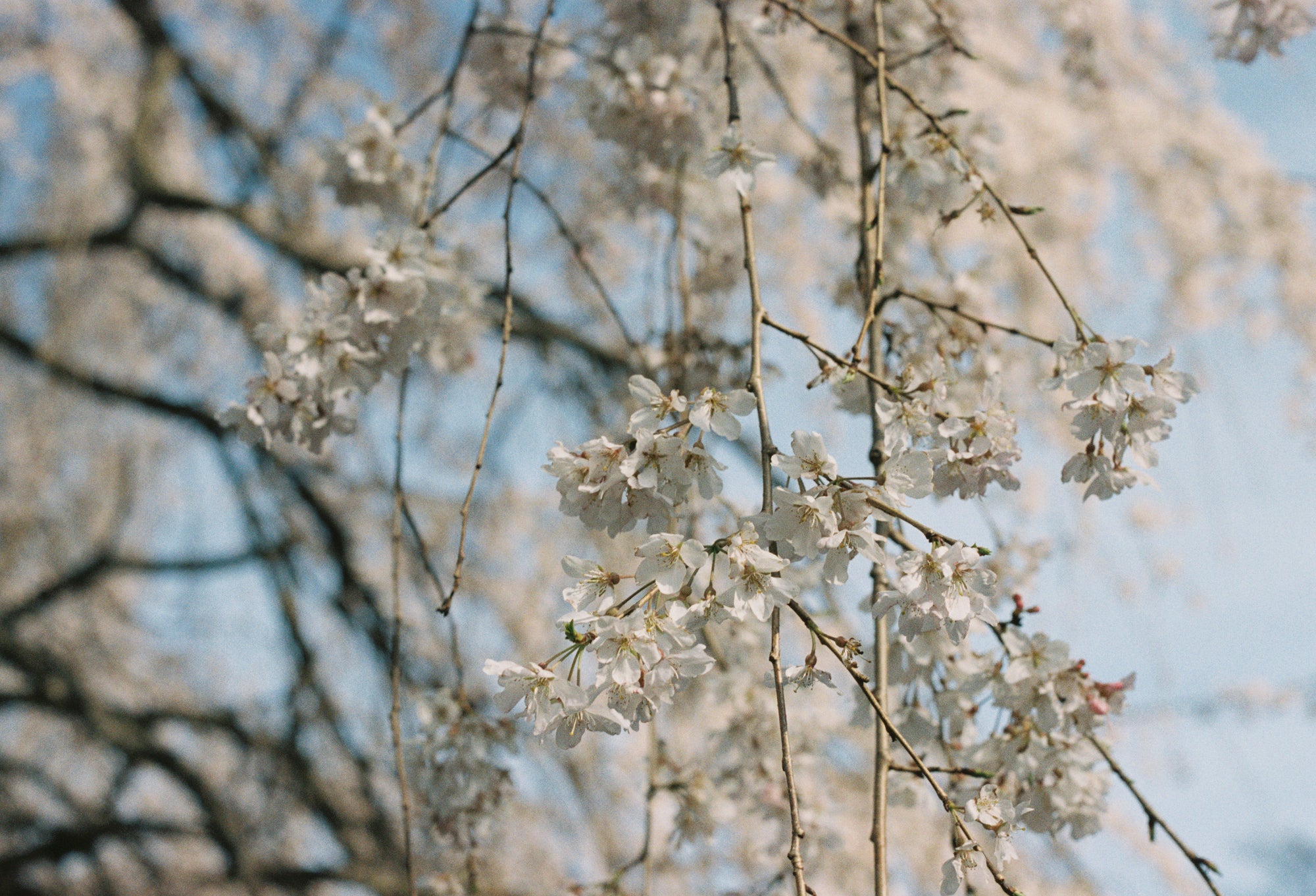 Sakura Season